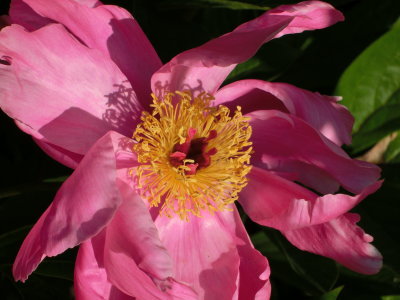 Paeonia.jpg